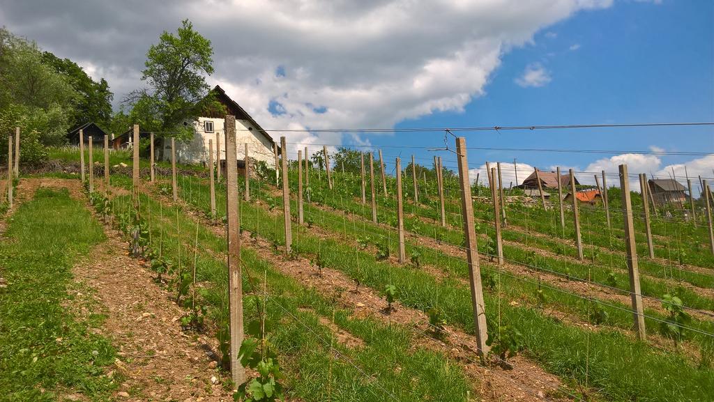 Vineyard Cottage Lustek Novo Mesto Kültér fotó